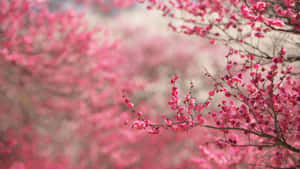 Captivating Spring Bloom Landscape Wallpaper