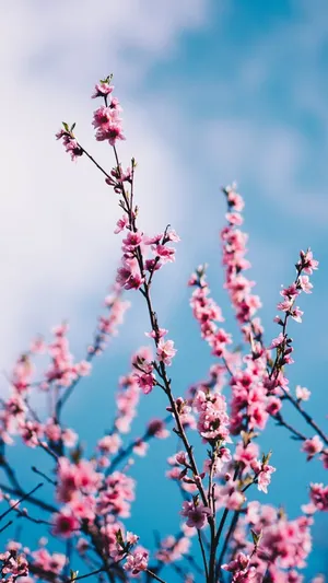 Captivating Spring Bloom Wallpaper