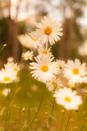 Captivating Spring Daisy Iphone Wallpaper Wallpaper