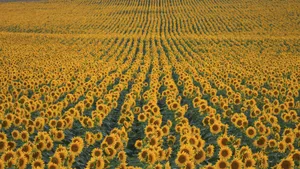 Captivating Spring Fields Wallpaper