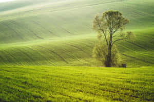 Captivating Spring Fields Wallpaper