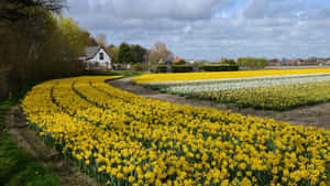 Captivating Spring Fields Wallpaper