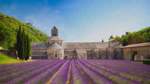 Captivating Spring Fields Landscape Wallpaper