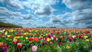 Captivating Spring Fields Wallpaper