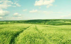 Captivating Spring Grass Landscape Wallpaper