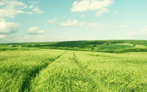 Captivating Spring Grass Landscape Wallpaper