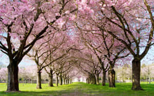 Captivating Spring Park Wallpaper