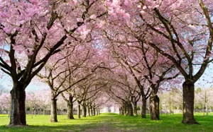Captivating Spring Park Wallpaper