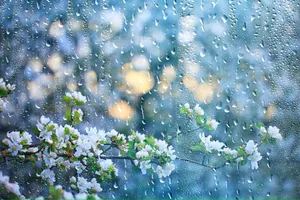 Captivating Spring Rain In Green Forest Wallpaper