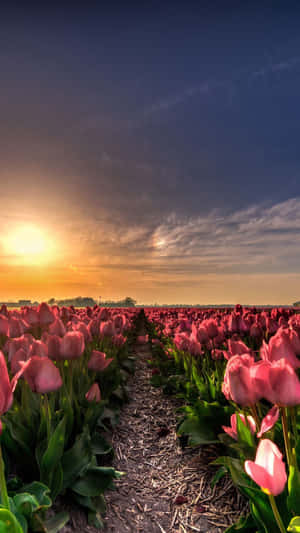 Captivating Spring Sunset In A Serene Landscape Wallpaper