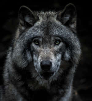 Captivating Stare: A Lone Wolf In The Wilderness Wallpaper