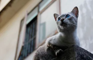 Captivating Thai Blue Point Siamese Cat Wallpaper