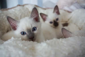 Captivating Thai Lilac Cat Relaxing In Its Natural Habitat Wallpaper