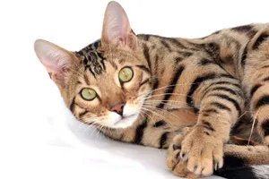 Captivating Toyger Cat Lounges On A Sofa Wallpaper