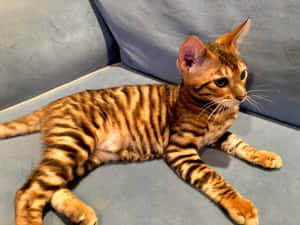 Captivating Toyger In Natural Habitat Wallpaper