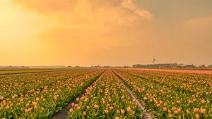 Captivating Tulip Field At Sunset Wallpaper