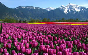 Captivating Tulip Field At Sunset Wallpaper