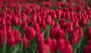 Captivating Tulip Field At Sunset Wallpaper