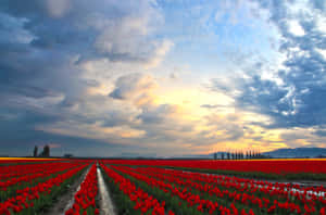 Captivating Tulip Field In Full Bloom Wallpaper