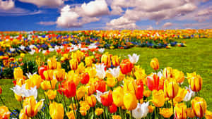 Captivating Tulip Field In Full Bloom Wallpaper