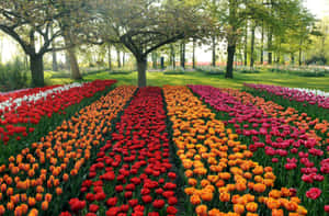 Captivating Tulip Field In Full Bloom Wallpaper