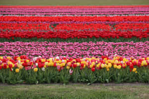 Captivating Tulip Field In Full Bloom Wallpaper