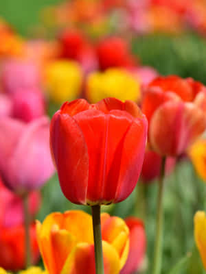 Captivating Tulip Field In Full Bloom Wallpaper