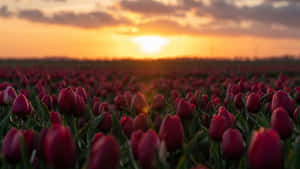 Captivating Tulip Field In Full Blossom Wallpaper