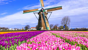 Captivating Tulip Field Landscape Wallpaper