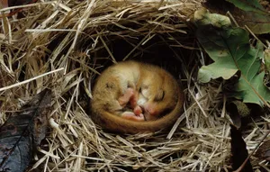 Captivating View Of A Bear Hibernating In Its Den Wallpaper