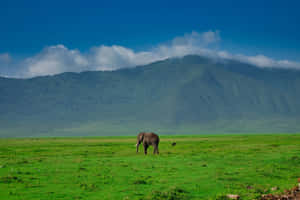 Captivating View Of Ngorongoro Crater In Northern Tanzania Wallpaper