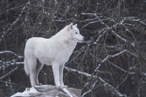 Captivating White Wolf Wallpaper