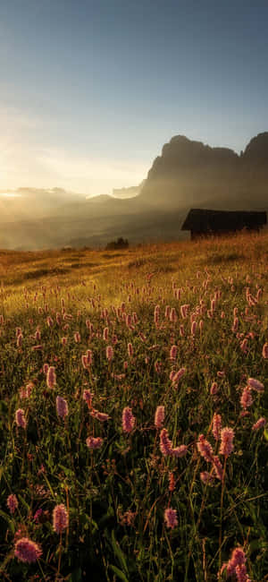 Captivating Wild Flower Meadow In Full Bloom Wallpaper