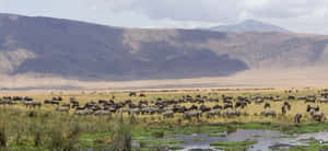 Captivating Wildlife At The Ngorongoro Crater In Northern Tanzania Wallpaper