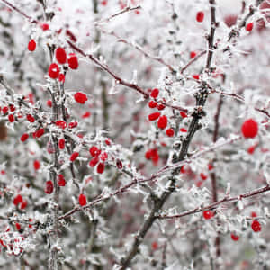 Captivating Winter Berries Wallpaper