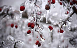 Captivating Winter Berries On A Snowy Day Wallpaper