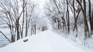 Captivating Winter Scene On A Snowy Road Wallpaper