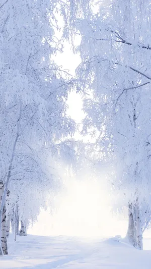 Captivating Winter Scenery On Iphone 6 Plus Wallpaper