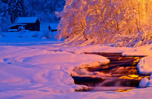 Captivating Winter Sun Shining Through Snowy Trees Wallpaper