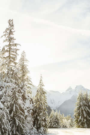 Captivating Winter Wonderland Wallpaper