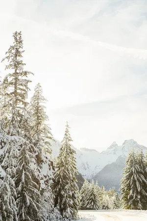 Captivating Winter Wonderland Wallpaper