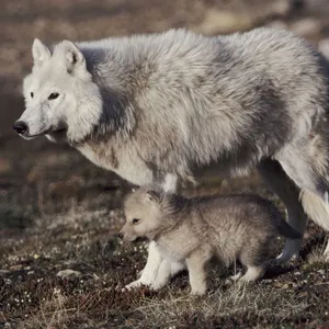 Captivating Wolf In Enchanting Forest Wallpaper