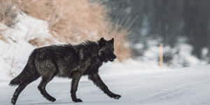 Captivating Wolf In Winter's Embrace Wallpaper