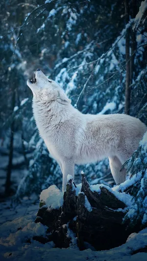 Captivating Wolf Stare In The Wild Wallpaper