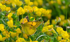 Captivating Yellow Butterfly In Flit Wallpaper