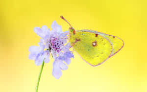 Captivating Yellow Butterfly Wallpaper