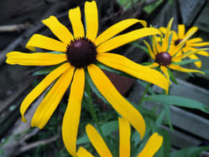 Captivating Yellow Coneflower In Bloom Wallpaper