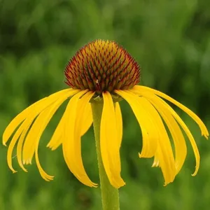Captivating Yellow Coneflower In Bloom Wallpaper