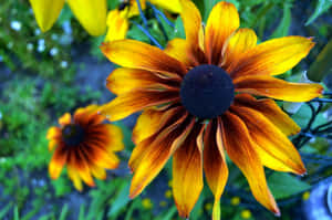 Captivating Yellow Coneflower In Full Bloom Wallpaper