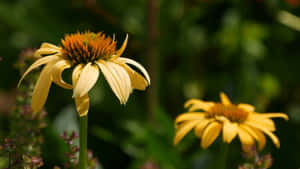 Captivating Yellow Coneflowers In Full Bloom Wallpaper